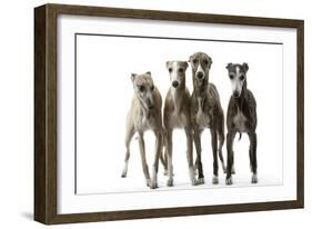 Whippets-null-Framed Photographic Print