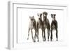 Whippets-null-Framed Photographic Print