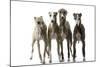 Whippets-null-Mounted Photographic Print