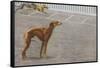 Whippets-null-Framed Stretched Canvas