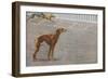 Whippets-null-Framed Art Print