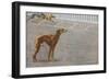 Whippets-null-Framed Art Print