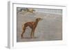 Whippets-null-Framed Art Print