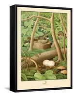 Whippoorwill-null-Framed Stretched Canvas