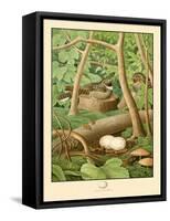 Whippoorwill-null-Framed Stretched Canvas