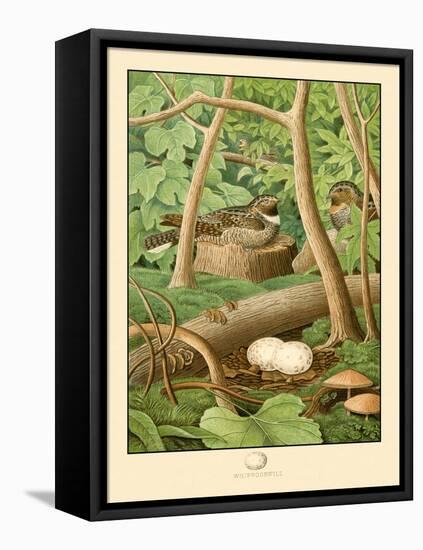 Whippoorwill-null-Framed Stretched Canvas