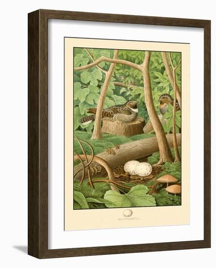 Whippoorwill-null-Framed Art Print