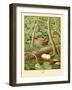 Whippoorwill-null-Framed Art Print