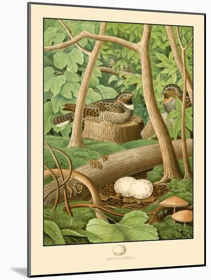 Whippoorwill-null-Mounted Art Print