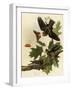 Whippoorwills-John James Audubon-Framed Giclee Print