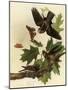 Whippoorwills-John James Audubon-Mounted Giclee Print