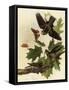 Whippoorwills-John James Audubon-Framed Stretched Canvas