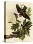 Whippoorwills-John James Audubon-Stretched Canvas