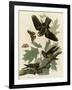 Whipporwill-null-Framed Giclee Print