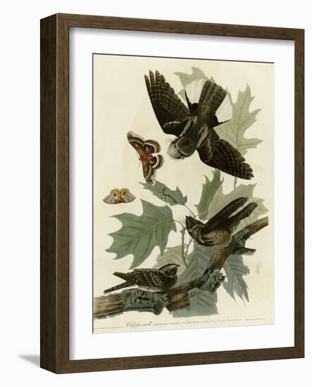 Whipporwill-null-Framed Giclee Print