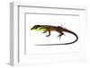 Whiptail Lizard (Kentropyx Calcarata) Mahury, French Guiana. Meetyourneighbours.Net Project-Jp Lawrence-Framed Photographic Print