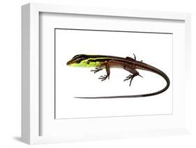 Whiptail Lizard (Kentropyx Calcarata) Mahury, French Guiana. Meetyourneighbours.Net Project-Jp Lawrence-Framed Photographic Print