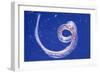 Whipworm Parasite-null-Framed Photographic Print