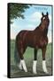 Whirlaway, Kentucky Derby Winner-null-Framed Stretched Canvas