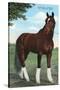 Whirlaway, Kentucky Derby Winner-null-Stretched Canvas