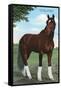 Whirlaway, Kentucky Derby Winner-null-Framed Stretched Canvas