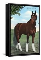 Whirlaway, Kentucky Derby Winner-null-Framed Stretched Canvas