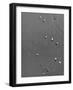 Whirligig Beetles-null-Framed Photographic Print