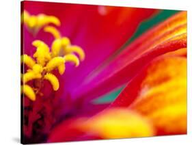 Whirligig Zinnia, Seattle, Washington, USA-Terry Eggers-Stretched Canvas