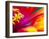 Whirligig Zinnia, Seattle, Washington, USA-Terry Eggers-Framed Premium Photographic Print