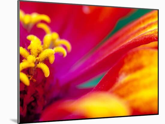 Whirligig Zinnia, Seattle, Washington, USA-Terry Eggers-Mounted Premium Photographic Print