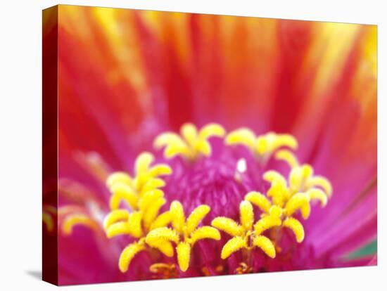 Whirligig Zinnia, Seattle, Washington, USA-Terry Eggers-Stretched Canvas