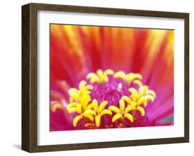 Whirligig Zinnia, Seattle, Washington, USA-Terry Eggers-Framed Premium Photographic Print