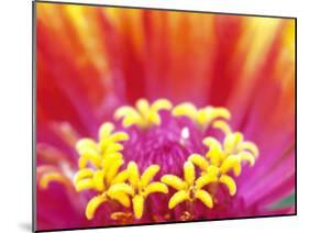 Whirligig Zinnia, Seattle, Washington, USA-Terry Eggers-Mounted Premium Photographic Print