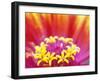 Whirligig Zinnia, Seattle, Washington, USA-Terry Eggers-Framed Photographic Print