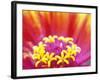 Whirligig Zinnia, Seattle, Washington, USA-Terry Eggers-Framed Photographic Print