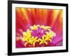 Whirligig Zinnia, Seattle, Washington, USA-Terry Eggers-Framed Photographic Print