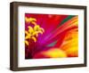 Whirligig Zinnia, Seattle, Washington, USA-Terry Eggers-Framed Photographic Print