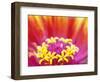 Whirligig Zinnia, Seattle, Washington, USA-Terry Eggers-Framed Photographic Print