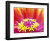 Whirligig Zinnia, Seattle, Washington, USA-Terry Eggers-Framed Photographic Print