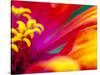 Whirligig Zinnia, Seattle, Washington, USA-Terry Eggers-Stretched Canvas