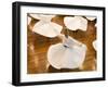 Whirling Dervishes, Istanbul, Turkey-Peter Adams-Framed Photographic Print