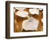 Whirling Dervishes, Istanbul, Turkey-Peter Adams-Framed Photographic Print