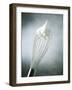 Whisk with Egg-Whites-Steve Lupton-Framed Photographic Print