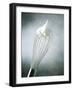 Whisk with Egg-Whites-Steve Lupton-Framed Photographic Print