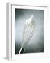 Whisk with Egg-Whites-Steve Lupton-Framed Photographic Print