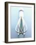 Whisk-Henrik Freek-Framed Photographic Print