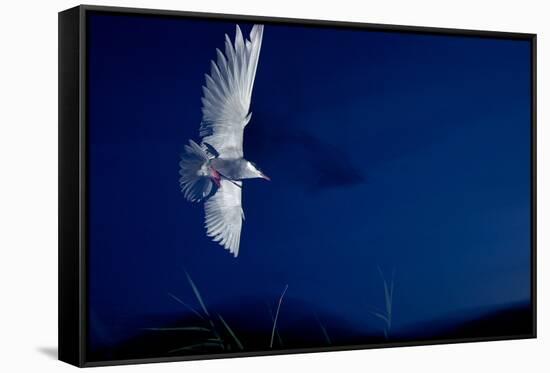 Whiskered Tern (Chlidonias Hybrida) in Flight at Night, Lake Skadar, Lake Skadar Np, Montenegro-Radisics-Framed Stretched Canvas