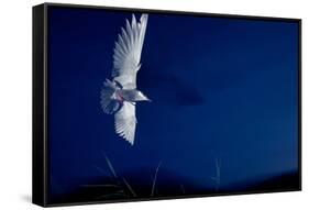 Whiskered Tern (Chlidonias Hybrida) in Flight at Night, Lake Skadar, Lake Skadar Np, Montenegro-Radisics-Framed Stretched Canvas