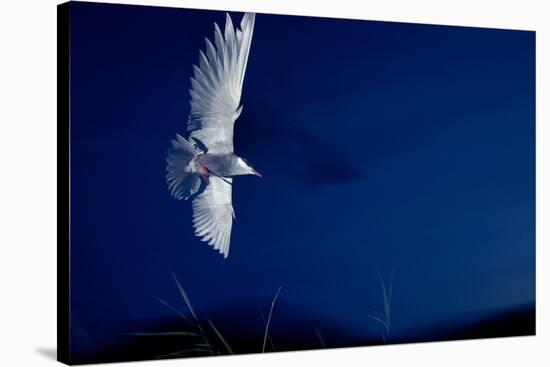 Whiskered Tern (Chlidonias Hybrida) in Flight at Night, Lake Skadar, Lake Skadar Np, Montenegro-Radisics-Stretched Canvas