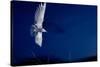 Whiskered Tern (Chlidonias Hybrida) in Flight at Night, Lake Skadar, Lake Skadar Np, Montenegro-Radisics-Stretched Canvas